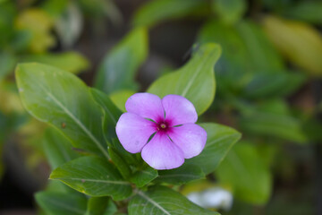 Close-up view of purple madagascar periwinkle, The scientific name is Catharanthus roseus, purple periwinkle flower closeup, Cape Periwinkle, Graveyard plant, Madagascar Periwinkle, Old Maid, closeup 