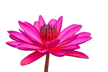 Red lotus flowers bloom Beautiful, isolated on a white background