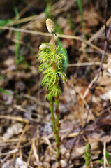 Western Siberia, blooming field horsetail (Equisetum arvense) in spring.