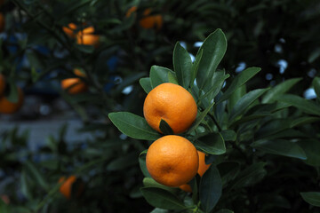 Kumquats are grown and decorated during the Lunar New Year in Central Vietnam (Da Nang, Quang Nam,...