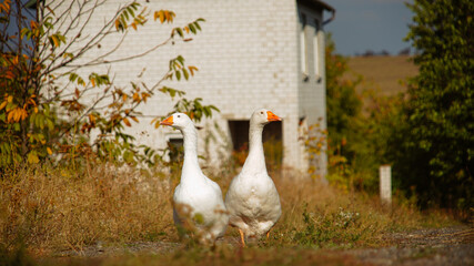 White Geese Walking in a Rural Landscape