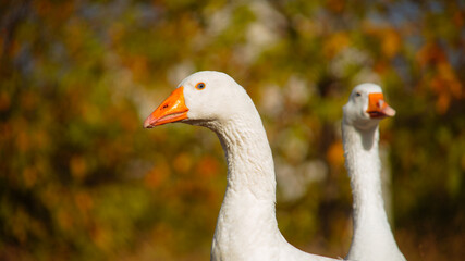 Two White Geese with Orange Beaks in Nature