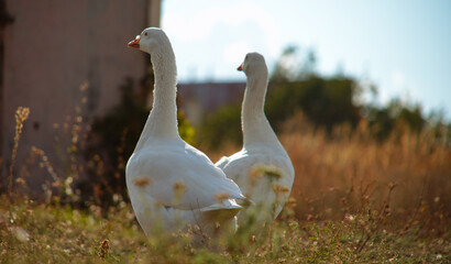 White Geese Walking in a Rural Landscape