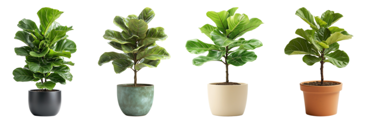 Fiddle Fig, indoor air purifying plant care home, cozy living room close-up greenery for beginners, transparent background