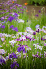 Fototapeta premium Blossoming Iris Flower in the Garden
