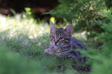 Obraz premium Close-up of cat resting on grass
