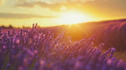 Obraz premium lavender field stretching into the distance under a golden sunset, radiating calmness and romance