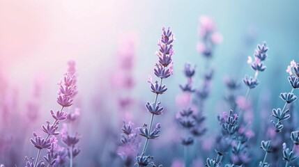Obraz premium Soft Lavender Blooms with Gentle Color Palette in Natural Setting