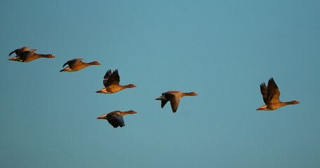 Flock of wild greyleg geese flying in formation against a clear blue sky