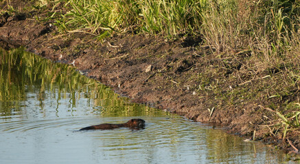 Nutria swimming in a calm river near a muddy bank with green grass