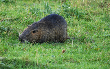 Nutria resting on a green meadow with damp fur and natural surroundings