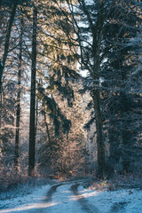 Waldweg im Winter