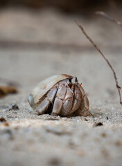 Hermit crab on a beach in Zanzibar
