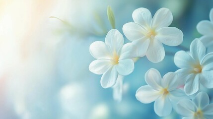 Obraz premium Delicate White Flowers on Soft Blue Background in Natural Light
