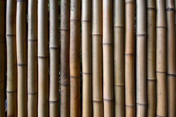 Fototapeta premium Large bamboo canes placed together to form a wall