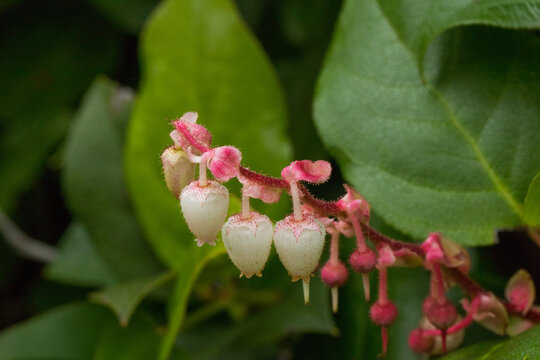 Gaultheria shallon blossoms, highlighting their unique white bell-shaped and pink vibrant colours against green foliage.