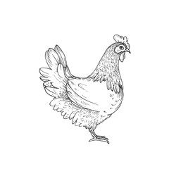 Hen vector illustration hand drawn with ink and isolated on white background. Graphic sketch of chicken. For farm products and eggs packaging design