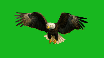Obraz premium Bald eagle soaring against a bright green background while displaying its impressive wingspan and fierce demeanor