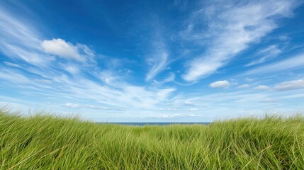 Obraz premium Tropical island nature concept. Vibrant green grass under a clear blue sky with wispy clouds, evoking a sense of nature.