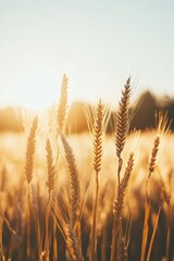 Obraz premium Golden Hour Majesty Close-Up of Wheat Stalks in Dreamy Bokeh, Capturing the Essence of Summer
