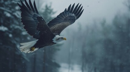 Fototapeta premium Majestic eagle soaring through a snowy forest on a winter day