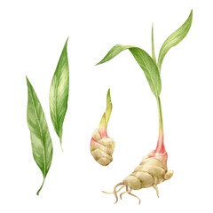 Ginger sprouts, roots, leaves - how ginger grows. Set of hand drawn watercolor illustrations in Botanical style, isolated from background