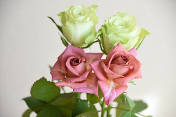 緑とブラウンのばら