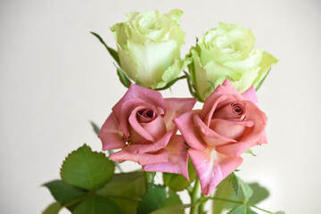 緑とブラウンのばら