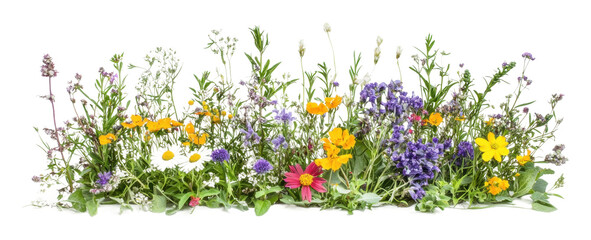 PNG Colorful wildflowers arranged for display