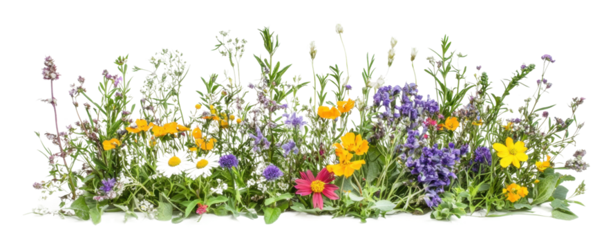 PNG Colorful wildflowers arranged for display