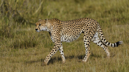 Guépard
