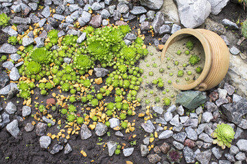 Original flower bed for succulents with a broken pot and stones