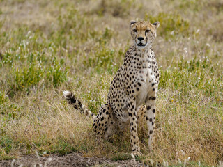 Guépard