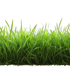 Fototapeta premium A vibrant patch of lush green grass, beautifully detailed and vivid, set against a clean white background, perfect for various design and creative projects.