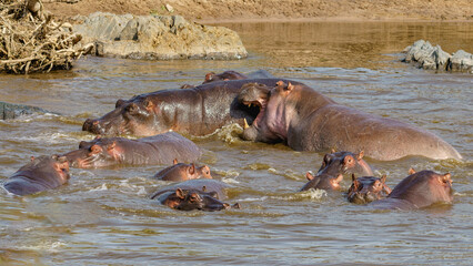 Fototapeta premium Hippopotame