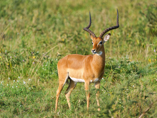 Impala