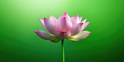 Timelapse reveals a minimalist lotus bloom, delicate petals unfolding against a tranquil green backdrop.