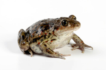 Knoblauchkröte // common spadefoot (Pelobates fuscus)