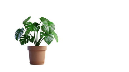 3d rendering of monstera deliciosa plant growing in pot with transparent background
