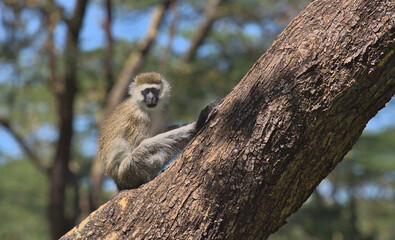 cute vervet monkey sitting alert on a tree branch in the wild forest of solio game reserve, kenya