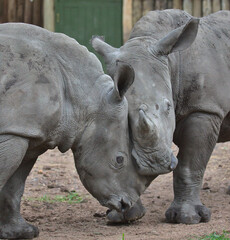 Naklejka premium two southern white rhino orphaned calves engage in play fighting to test their strength in their orphanage enclosure in the wild solio game reserve, kenya