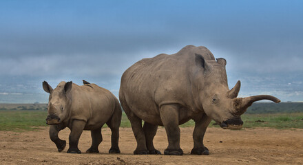 Obraz premium mother southern white rhino and her calf stand alert in the wild plains of solio game reserve, kenya