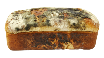 Loaf of moldy bread on transparent background representing food waste
