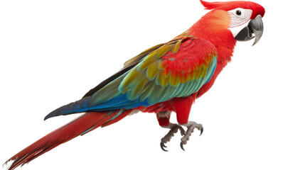 Fototapeta premium Scarlet macaw parrot perching with transparent background