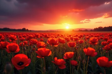 Fototapeta premium A field of red poppies against a backdrop of deep red sky with golden accents, landscape, sunset