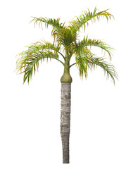 palm Tree isolated on transparent background. bottle palm. Hyophorbe verschaffeltii. big palm tree with green leaves on white background. palm tree leaves PNG. Isolated palm tree transparent PNG.