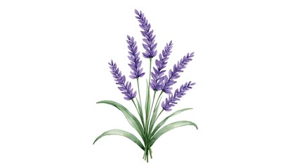 Fototapeta premium bunch of lavender