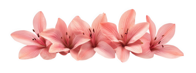 Beautiful pink lilies arranged in line, showcasing delicate petals and intricate details, perfect for floral designs or decorations
