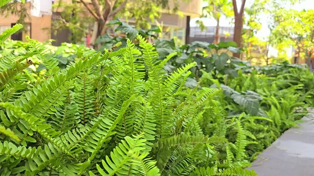 Nephrolepis cordifolia also known as fishbone fern, tuberous sword fern, and tuber ladder fern. Green fern plant leaves sway in the wind on a sunny summer day at the park. The natural background.