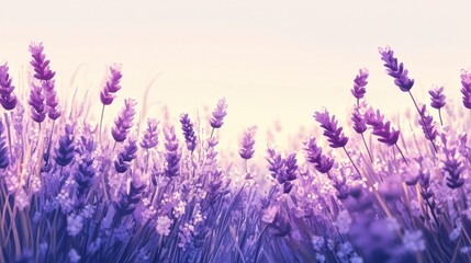 Lush Lavender Field Under Soft Pastel Sky in Early Morning Light